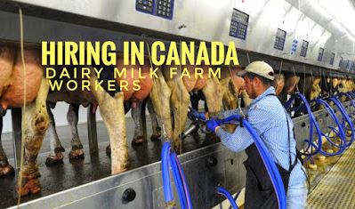 Dairy Farm Workers Required In Canada