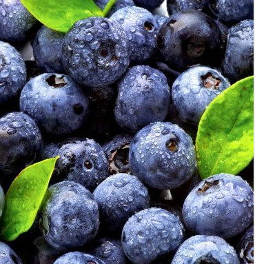 Blueberry Pickers Wanted In Australia