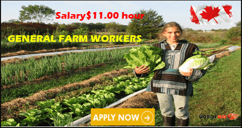 Visa Sponsored General Farm Worker Jobs In Canada 2023