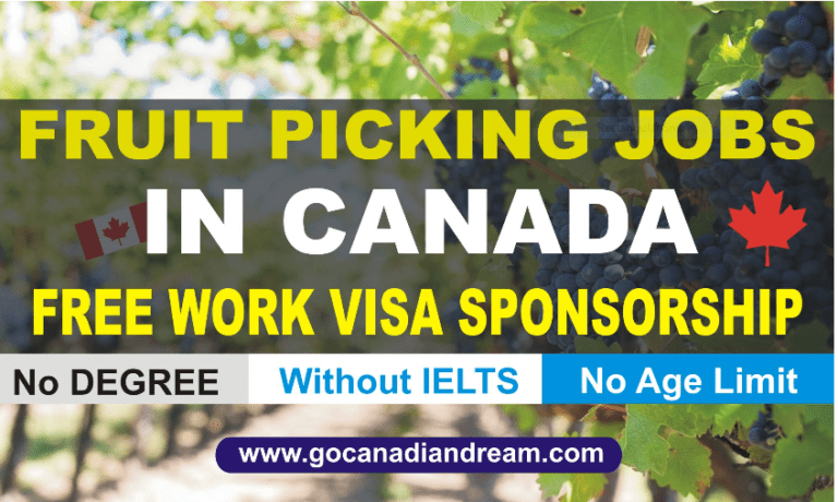 fruit picking jobs in canada with visa sponsorship 2024