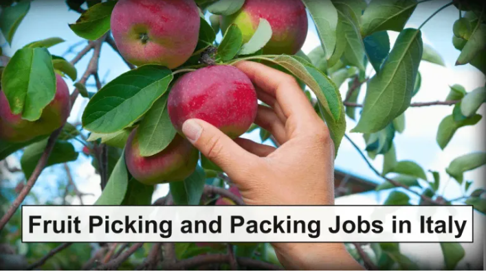 Fruit Picking and Packing Jobs in Italy: Visa Sponsorship