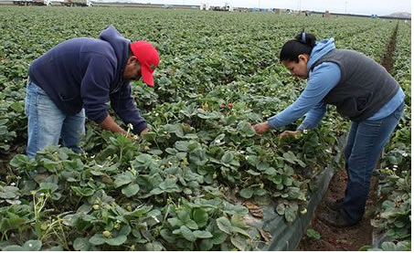 Farm Hand Job In Italy