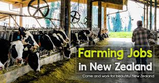 Farm Working Job in New Zealand