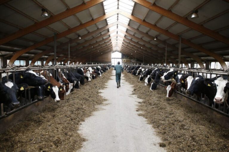 Dairy Farm Jobs in Australia