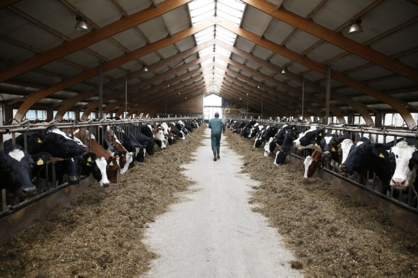 Dairy Farm Jobs in Australia